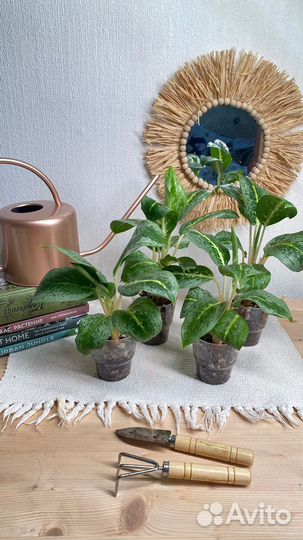 Детки аглаонемы лемон минт