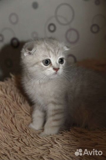 Шотландский вислоухий мальчик
