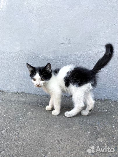 Кошки в добрые руки