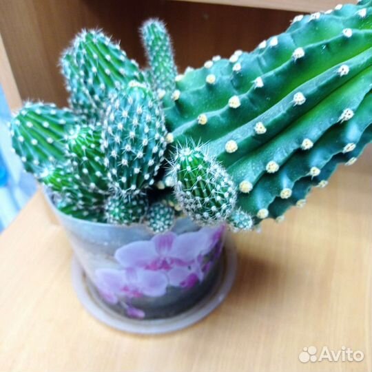 Кактус цветущий (детки большого кактуса)