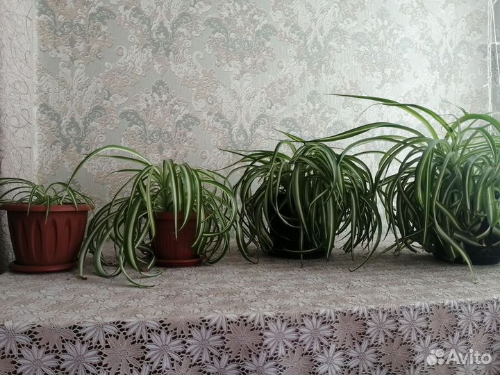 Аглаонемы и хлорофитумы