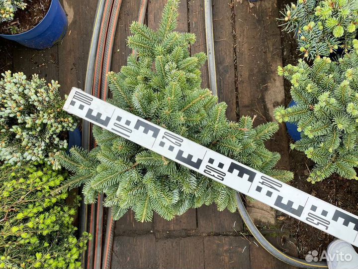 Пихта Таня корейская