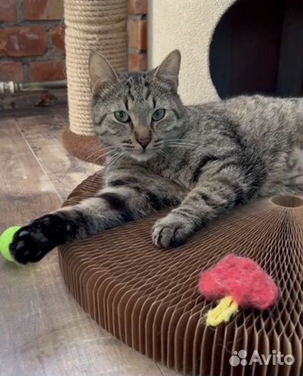 Джейсон (кот, котёнок, 9 месяцев)