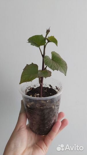 Батат рассада