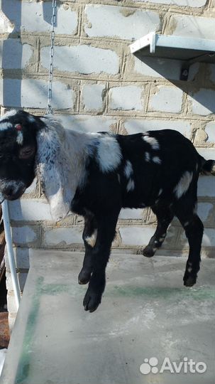 Англо нубийские козлята