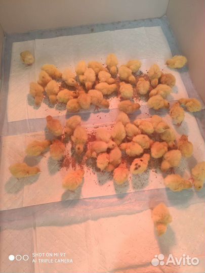 Перепелята суточные