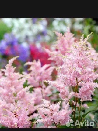 Астильба розовая