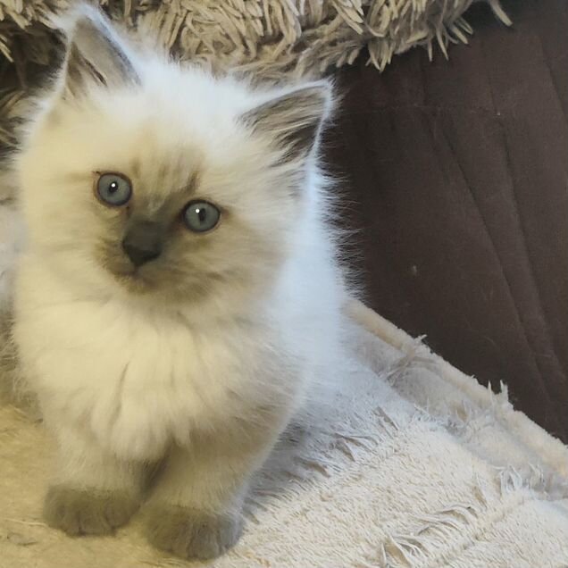 Невский маскарадный котёнок