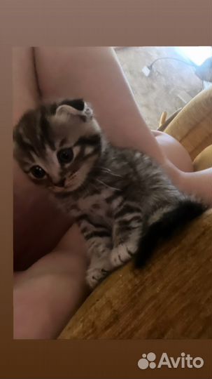 Шотландская