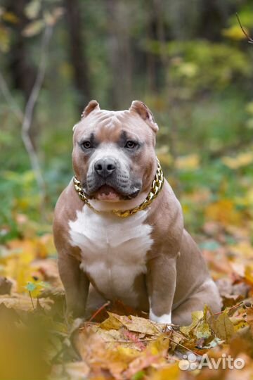 Американский булли вязка