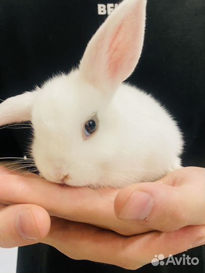 Крольчата карликовые вислоухие