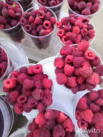 Малина саженцы