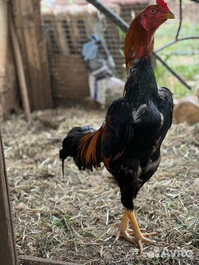 Бойцовые Петухи