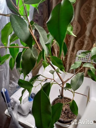 Фикус бенджамина