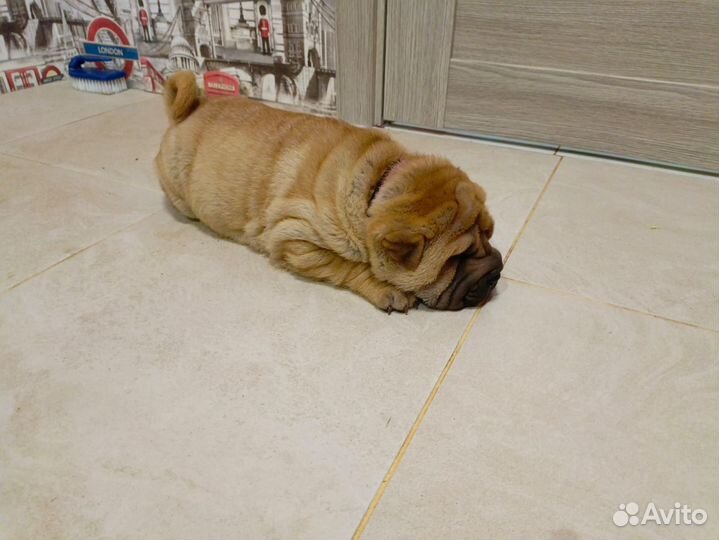 Щенки шарпей