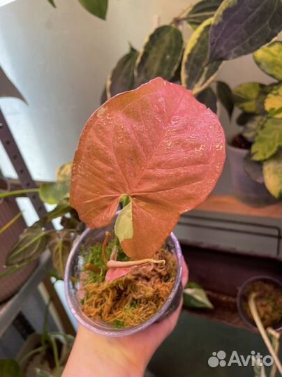 Сингониумы