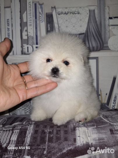 Щенки шпица