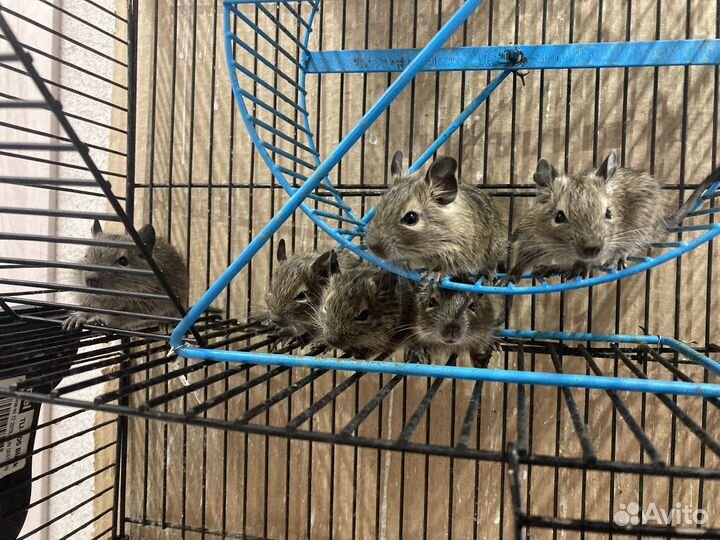 Чилийская белка дегу