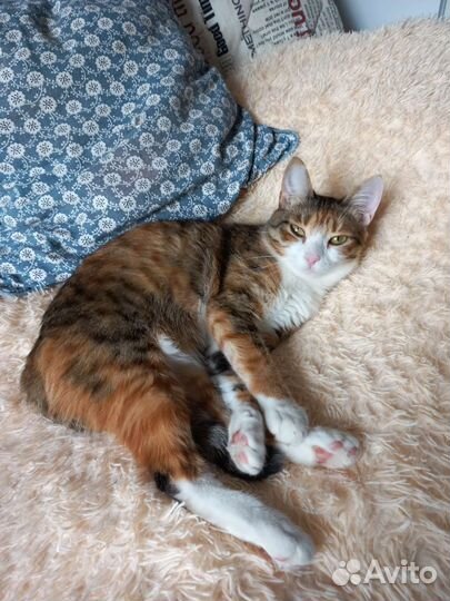 Кошка 1,5 года бесплатно