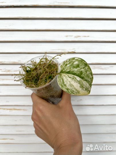 Сциндапсус geulis