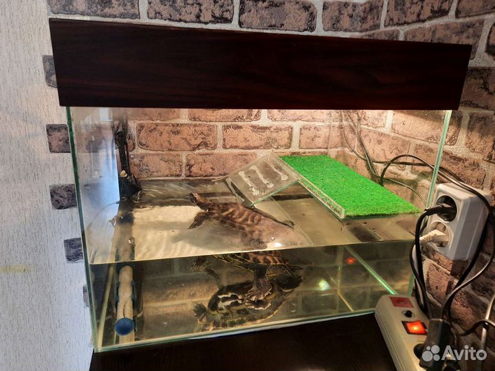 Черепаха с аквариумом