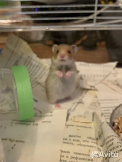 Хомячки сирийские