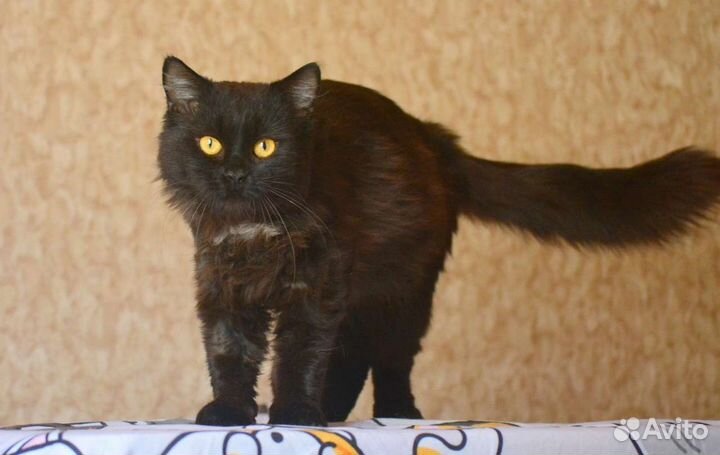 Ищет дом Кот Бегемот