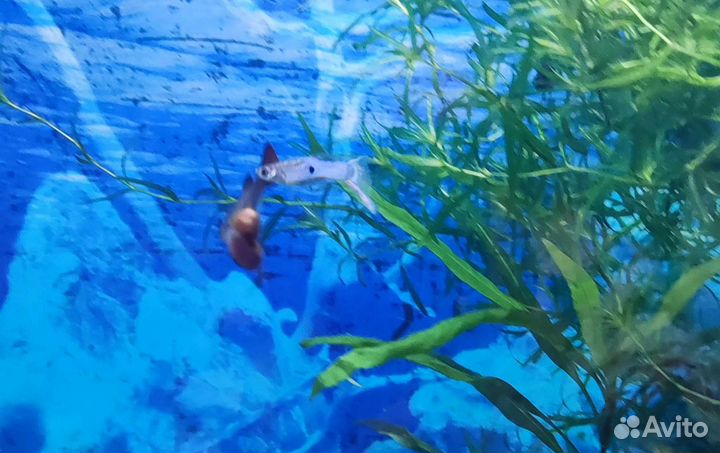 Гуппи, меченосцы, улитки