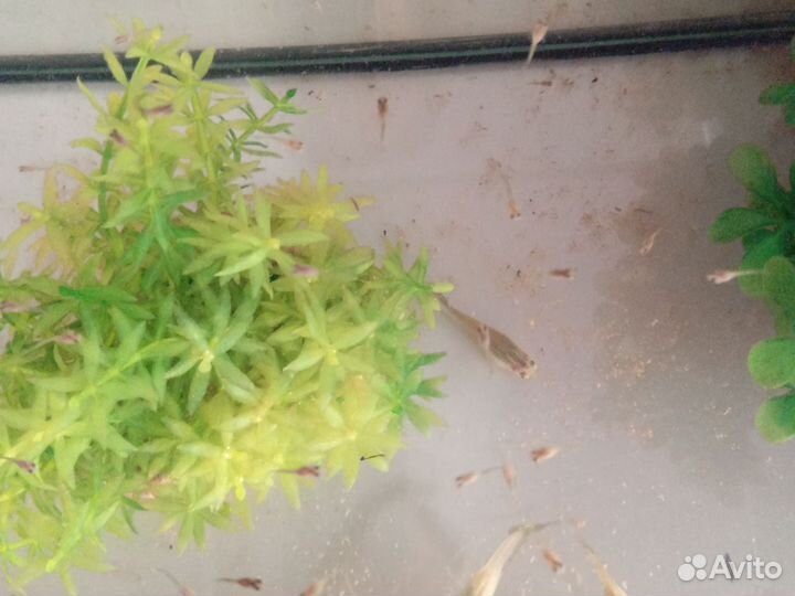 Аквариумные рыбки гуппи микс