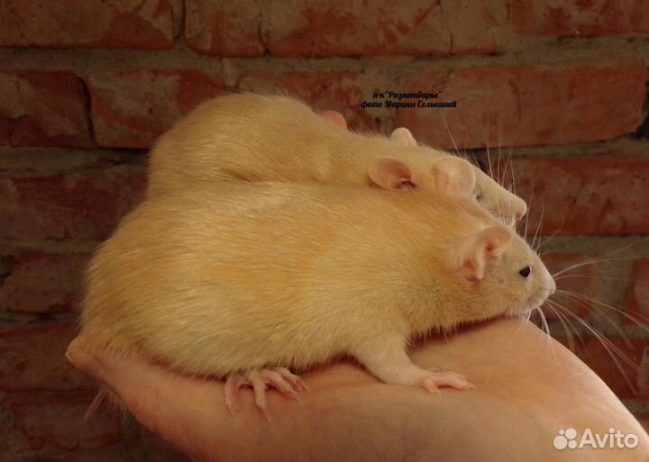 Декоративные цветные крысы, мыши