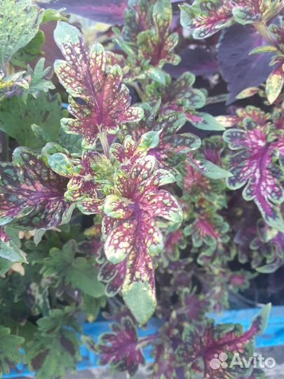 Колеусы вегетативные