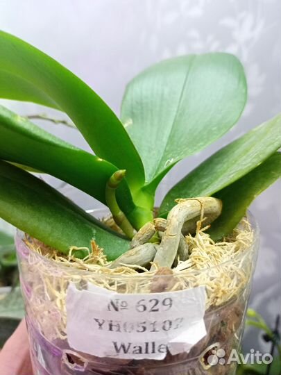 Орхидея Биг лип