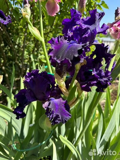 Ирисы бородатые сорт 