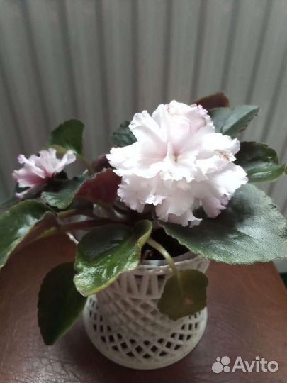 Цветущие фиалки