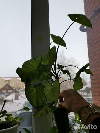 Комнатные цветы на обмен