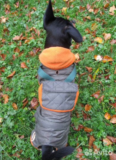 Переноска и одежда для собаки