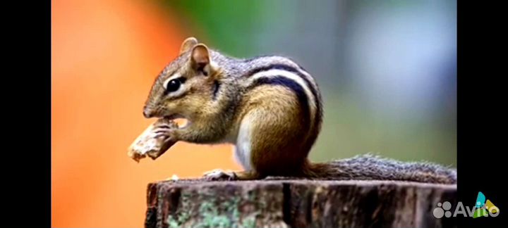 Бурундук, хорек