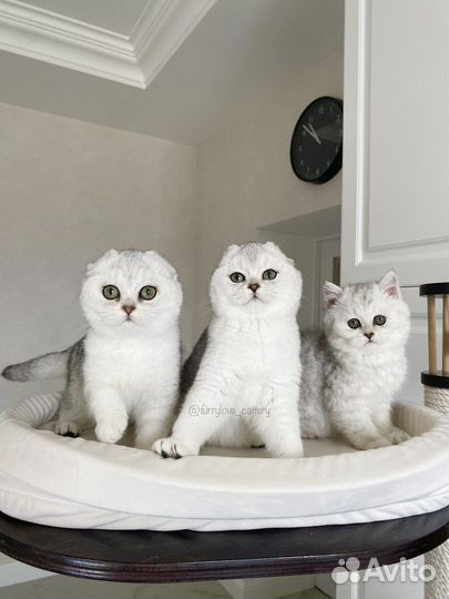 Питомник шиншилловых кошек