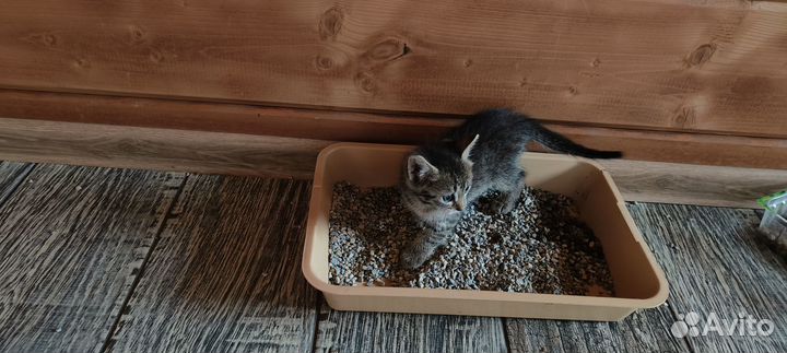 Котята в добрые руки бесплатно