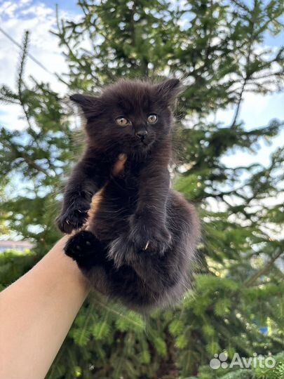 Котята курильский бобтейл