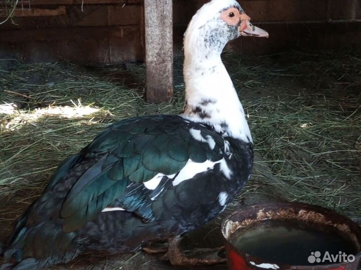 Селезень индоутки