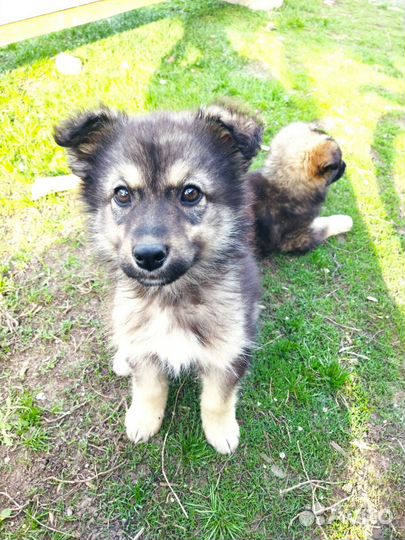 Щенки (девочки)в добрые руки отдам бесплатно