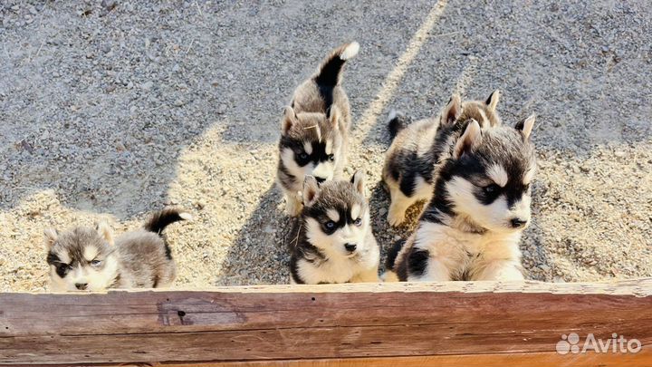 Щенки хаски