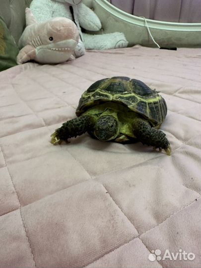 Террариум + черепаха сухопутная