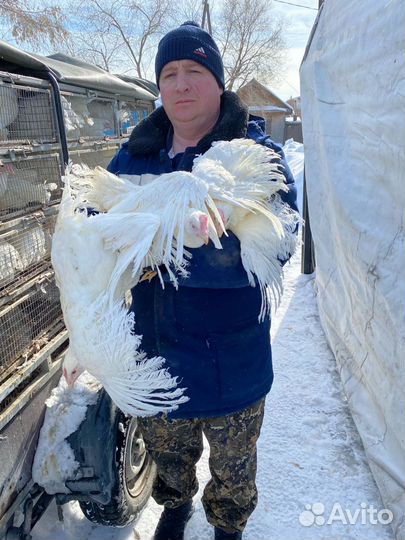 Куры несушки