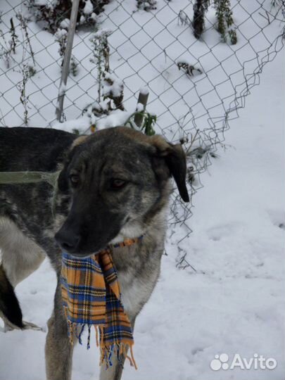 Собака ищет дом