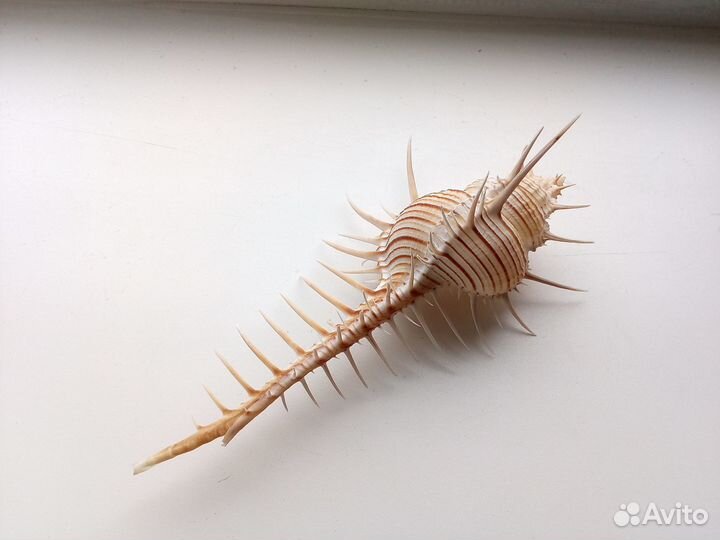 Ракушка Murex troscheli 160,1 mm Большой