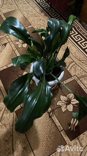 Эухарис амазонская лилия