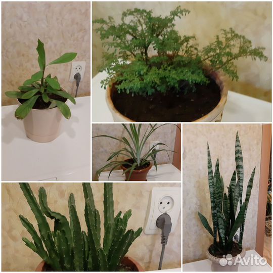 Комнатные растения