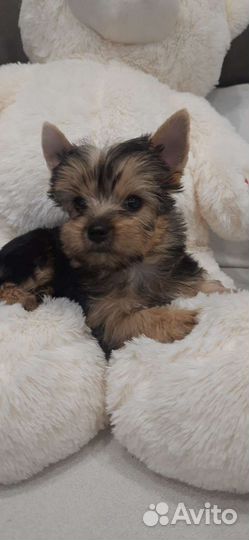 Йоркширский терьер